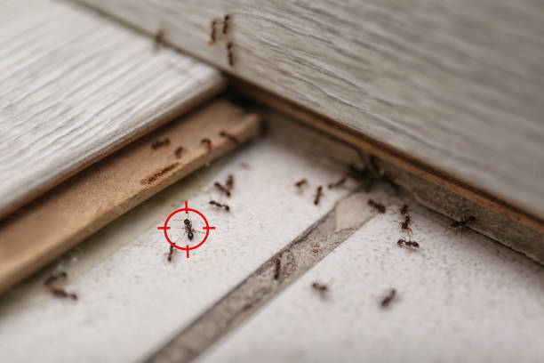 Wasp Removal Services in Los Ranchos De Albuquerque, NM