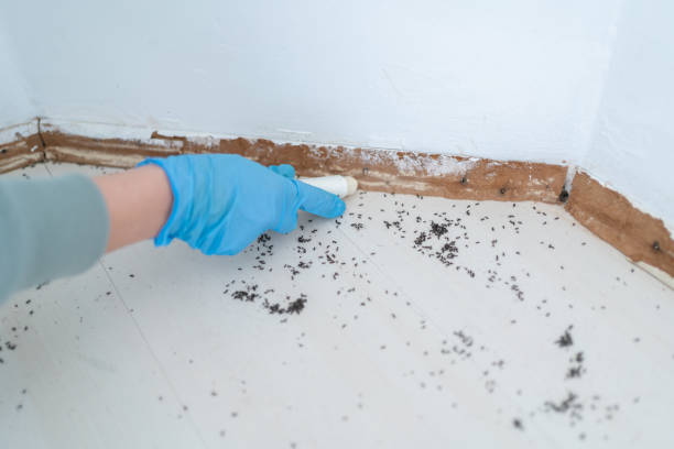 Best Best Pest Control Companies  in Los Ranchos De Albuquerque, NM